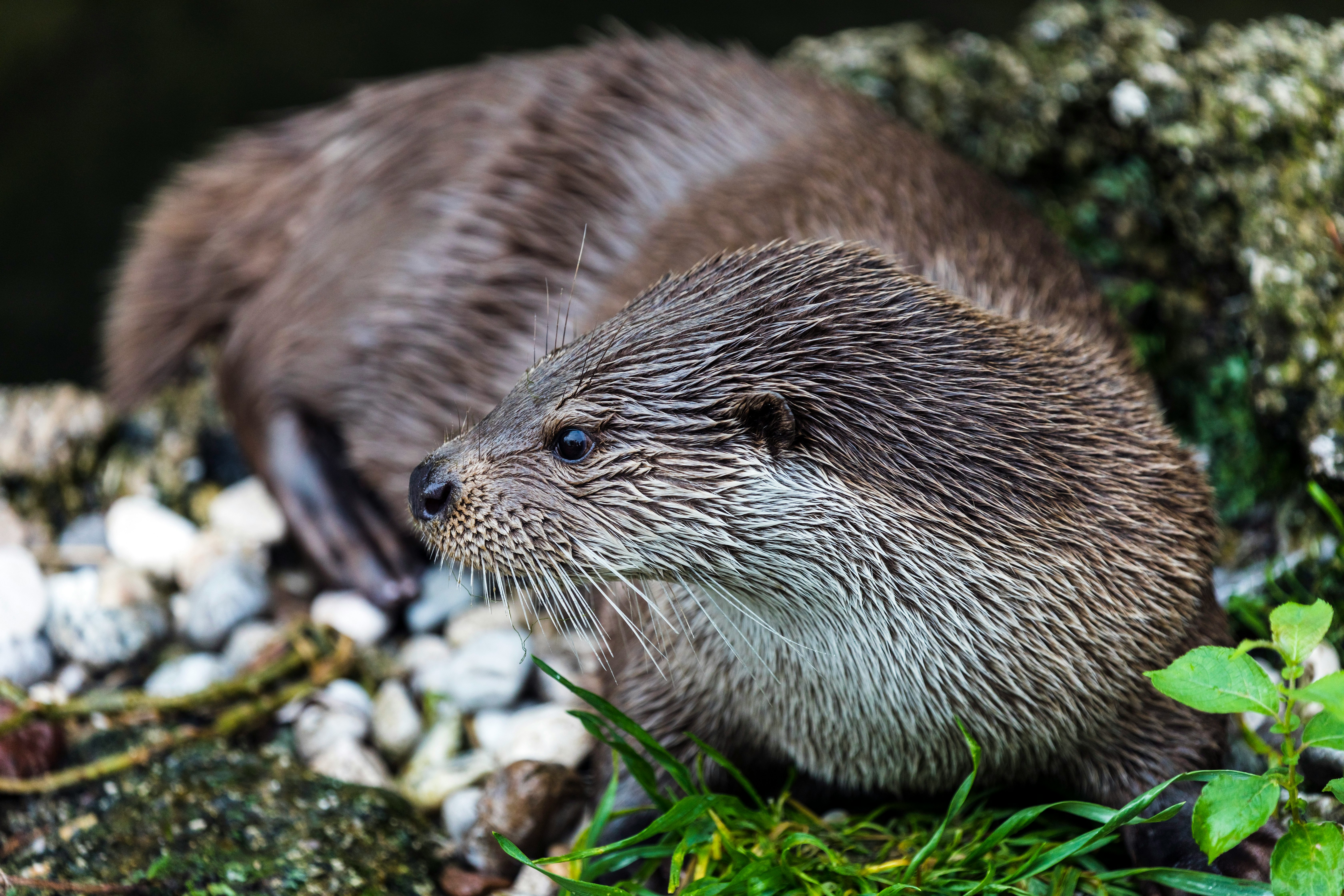 selective focus photography of brown mammal